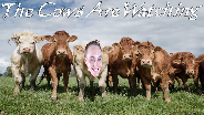 THE COWS ARE WATCHING  - Mein Geheimes Hobby, Kühe Schubsen ☼ Let's Greenlight [HD] [FACECAM]